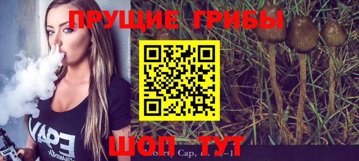 Галлюциногенные грибы прущие грибы  Гатчина  Галлюциногенные грибы Psilocybine cubensis 